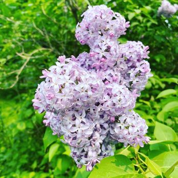 Dow Gardens - Lilac - Botanical Gardens Near Me - Midland, Michigan