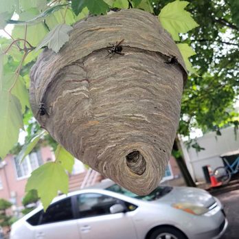 Parramore Pest Control - Pest Control Near Me