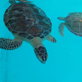 The Turtle Hospital - Veterinarians Near Me - Marathon, Florida