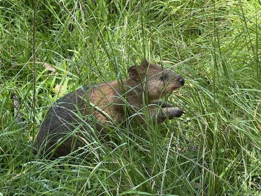 Caversham Wildlife Park by null