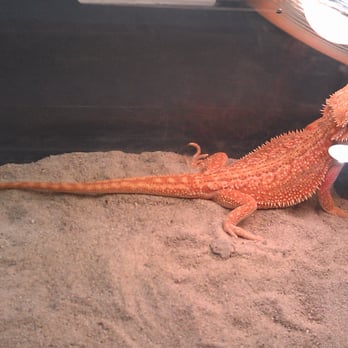 Reptile Super Show - Bearded Dragon - Festivals Near Me - Pomona, California Reptile Super Show - Bearded Dragon - Festivals Near Me - Pomona, California