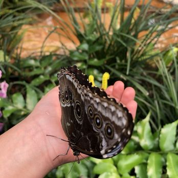 Butterfly Jungle - Zoos Near Me - Escondido, California