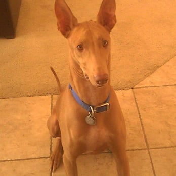 Creature Feature Pet Sitting - Client: Diego - Pet Boarding Near Me Creature Feature Pet Sitting - Client: Diego - Pet Boarding Near Me