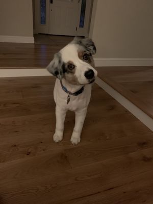 Noni's Pet Boutique & Grooming by null