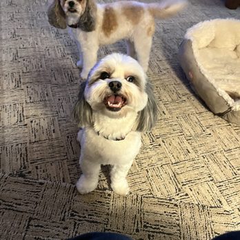 A Clip Above - Pet Groomers Near Me - Centennial, Colorado