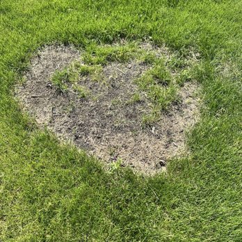 Chimy’s Landscaping - More weeds and dead spots , clay soil preventing seeds to germinate - Landscaping Near Me
