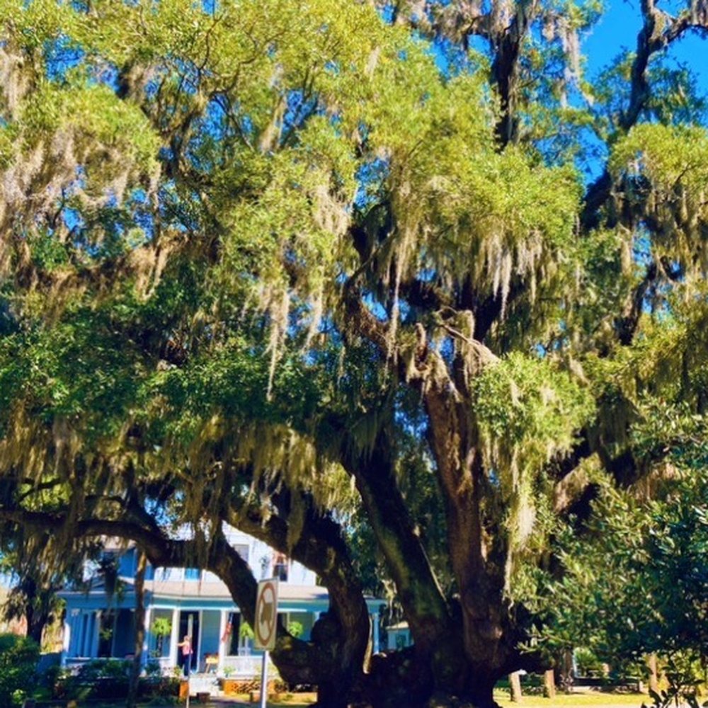 Lovers Oak - Lovers Oak, Brunswick Georgia - Landmarks & Historical Buildings Near Me - Brunswick, Georgia Lovers Oak - Lovers Oak, Brunswick Georgia - Landmarks & Historical Buildings Near Me - Brunswick, Georgia