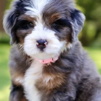 Namaste Poodles & Doodles - Rocket as a puppy. - Pet Training Near Me Namaste Poodles & Doodles - Rocket as a puppy. - Pet Training Near Me