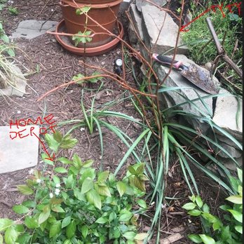 Ty Ty Nursery - After 2.5 months, my Ty Ty Nursery blueberry bush still looks like a barren twig. Compare to $5 blueberry bush next to it from home depot. - Nurseries & Gardening Near Me - Ty Ty, Georgia Ty Ty Nursery - After 2.5 months, my Ty Ty Nursery blueberry bush still looks like a barren twig. Compare to $5 blueberry bush next to it from home depot. - Nurseries & Gardening Near Me - Ty Ty, Georgia