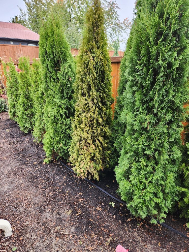 BARE ROOTS NURSERY Updated October 2024 29220 Borell Rd E, Buckley