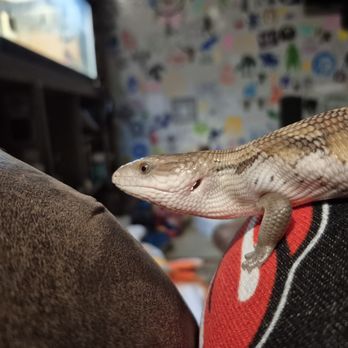 Backwater Reptiles - Yoshi - Reptile Shops Near Me - Rocklin, California Backwater Reptiles - Yoshi - Reptile Shops Near Me - Rocklin, California