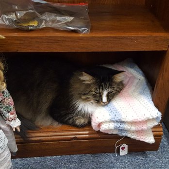 The Market at Macvicar - Karl the Market Cat. #antiques #gifts #collectables - Antiques Near Me - Topeka, Kansas The Market at Macvicar - Karl the Market Cat. #antiques #gifts #collectables - Antiques Near Me - Topeka, Kansas