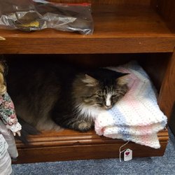 The Market at Macvicar - Karl the Market Cat. #antiques #gifts #collectables