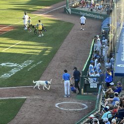 Myrtle Beach Pelicans - Slider the bat dog retrieving bats
