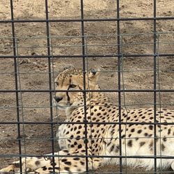 Cheetah