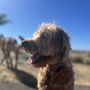 The Calm Dog