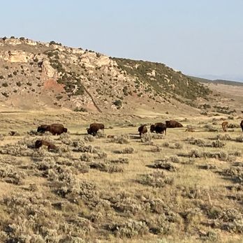 Hot Springs State Park - Bison herd relaxing before the day/heat starts - Hot Springs Near Me - Thermopolis, Wyoming Hot Springs State Park - Bison herd relaxing before the day/heat starts - Hot Springs Near Me - Thermopolis, Wyoming