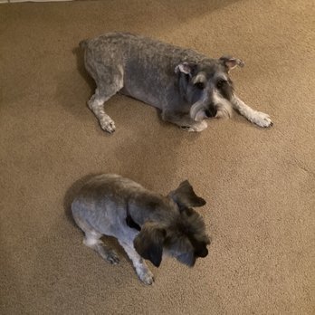 Dalmation Station - Jackson and Sadie looking handsome and cute - Pet Groomers Near Me - Fairfield, California