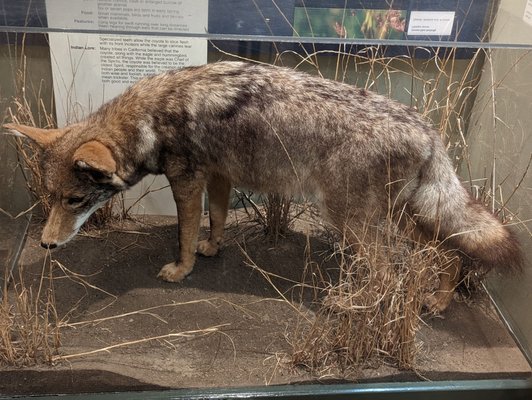 Santa Cruz Museum of Natural History by null