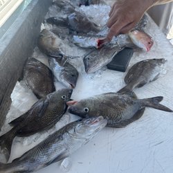 Cortez Deep Sea Fishing - Our catch!