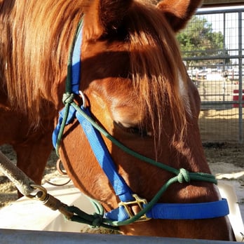 Shoestring City Ranch - This is Diamondback. - Ranches Near Me - Phelan, California Shoestring City Ranch - This is Diamondback. - Ranches Near Me - Phelan, California