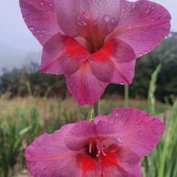 Summerville's Gladiolus - Botanical Gardens Near Me