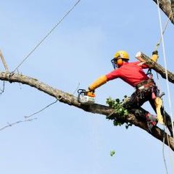 Sperling Tree Service - Sperling Tree Service