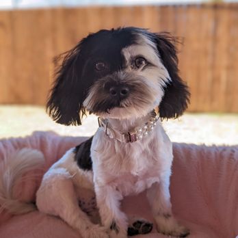 Pet House - First real haircut. Definitely summer ready! - Pet Groomers Near Me - Keller, Texas