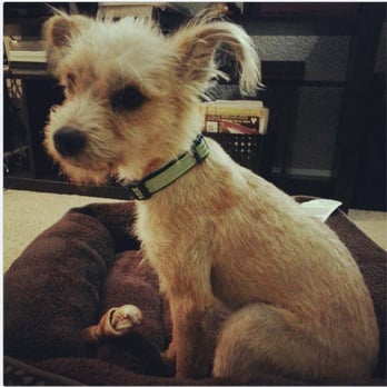 Santa Cruz SPCA - This is Toot, adopted 02/10/2013. We adore him! - Animal Shelters Near Me - Santa Cruz, California Santa Cruz SPCA - This is Toot, adopted 02/10/2013. We adore him! - Animal Shelters Near Me - Santa Cruz, California