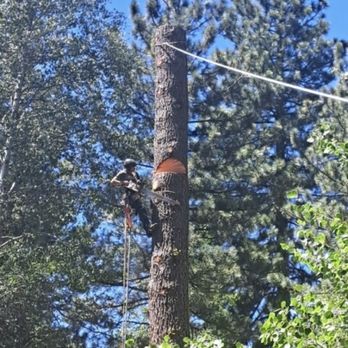B West Treepro - Tree Services Near Me - Rail Road Flat, California