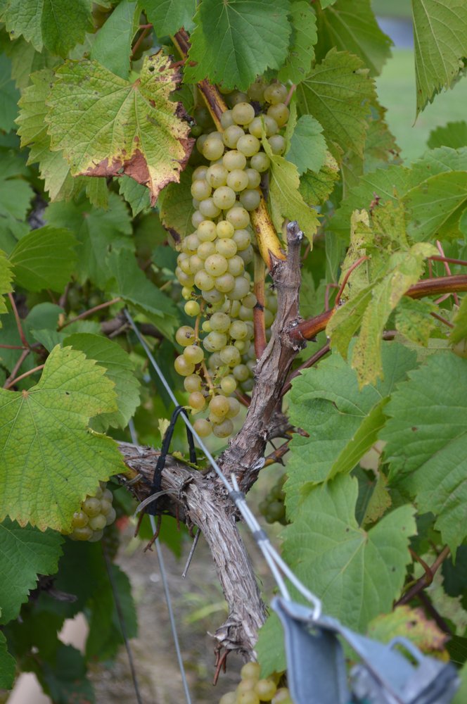 Rettig Hill Winery - vineyard in Osgood, IN