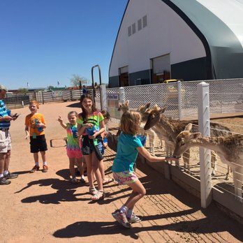 Rooster Cogburn Ostrich Ranch - Kids feeding the deer - Petting Zoos Near Me - Picacho, Arizona Rooster Cogburn Ostrich Ranch - Kids feeding the deer - Petting Zoos Near Me - Picacho, Arizona