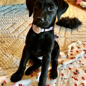 Blackwoods Labradors - Greta - Pet Breeders Near Me - Otisville, Michigan