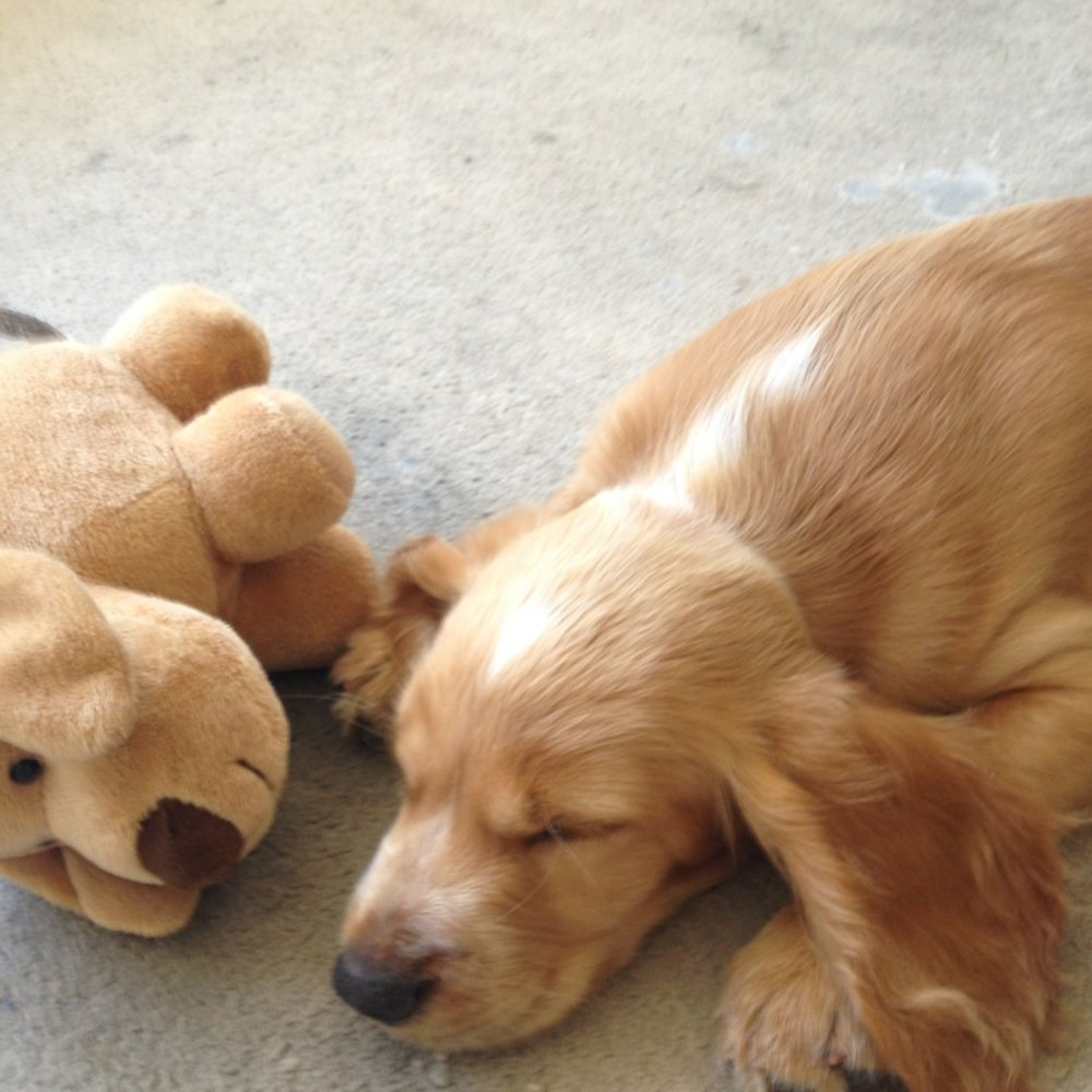 Coastway Veterinary Clinic - Veterinarians Near Me - Brighton, BNH