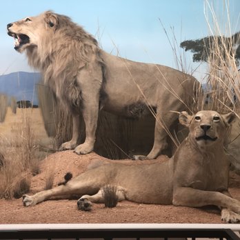 Bryce Wildlife Adventure - Seeing them from a distance in the zoo is different than being this close.  You realize how big they really are. - ATV Rentals/Tours Near Me - Bryce, Utah