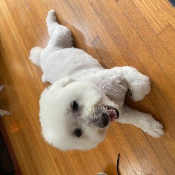 Styling Studio All Breed Dog Grooming - Looking "fresh" with his new cut - Pet Groomers Near Me - Pasadena, California Styling Studio All Breed Dog Grooming - Looking "fresh" with his new cut - Pet Groomers Near Me - Pasadena, California