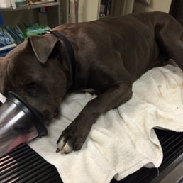 Tuck is under and ready for his new life. Thanks Starlight! Tuck is under and ready for his new life. Thanks Starlight!
