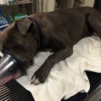 Starlight Clinic - Tuck is under and ready for his new life. Thanks Starlight! - Veterinarians Near Me - Norco, California Starlight Clinic - Tuck is under and ready for his new life. Thanks Starlight! - Veterinarians Near Me - Norco, California