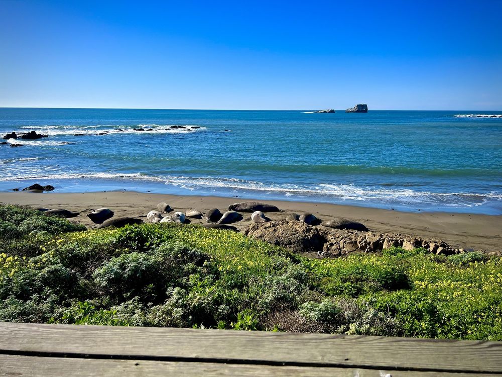 Elephant Seal Vista Point Logo