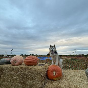 Cool Patch Pumpkins - AKC GCH CH Olgivan Show Scowling Wampus DCAT CGCA CGCU ATT TKE VHMA VSWE PKD-N PKD-BK1 "Newt" enjoying the pumpkin patch - Pumpkin Patches Near Me - Dixon, California