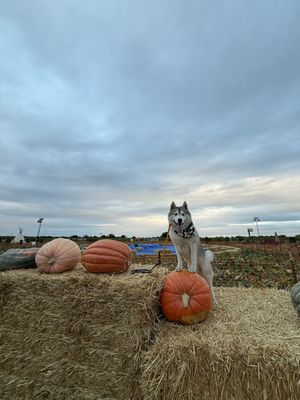 Cool Patch Pumpkins by null