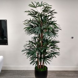 Green N' Silk - Raphis Palm