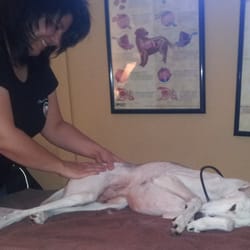 A Pawsitive Touch - Bodywork and Electromagnetic Therapy
