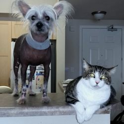 Furree Friends Pet Services