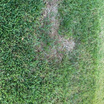 TruGreen Lawn Care - Tree Services Near Me - Sugar Land, Texas TruGreen Lawn Care - Tree Services Near Me - Sugar Land, Texas