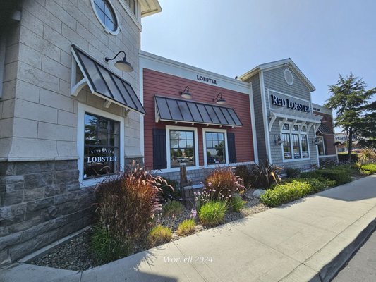 Red Lobster by null