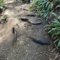 Trillium Falls Trail