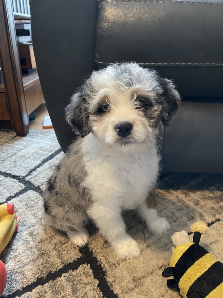 ALL STAR FAMILY PETS Updated May 2024 21 Photos & 14 Reviews 305