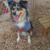 Strut Your Mutt - Pup Costume Contest gift card