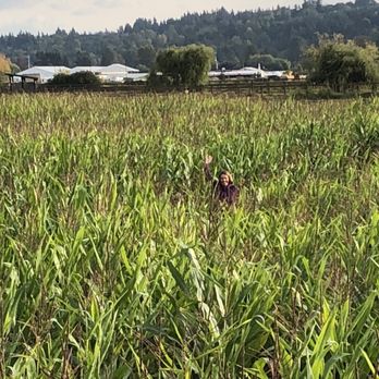 Double R Farms Pumpkin Patch - Can you see me? Among the corn maze - Pumpkin Patches Near Me - Puyallup, Washington